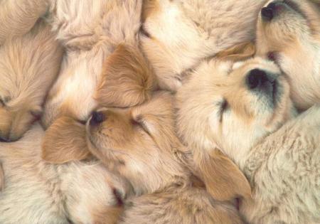 les chiots trop mimi