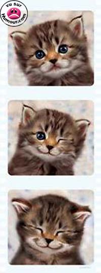 les chaton c trp mignon