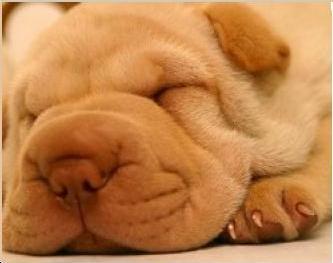 trop chou